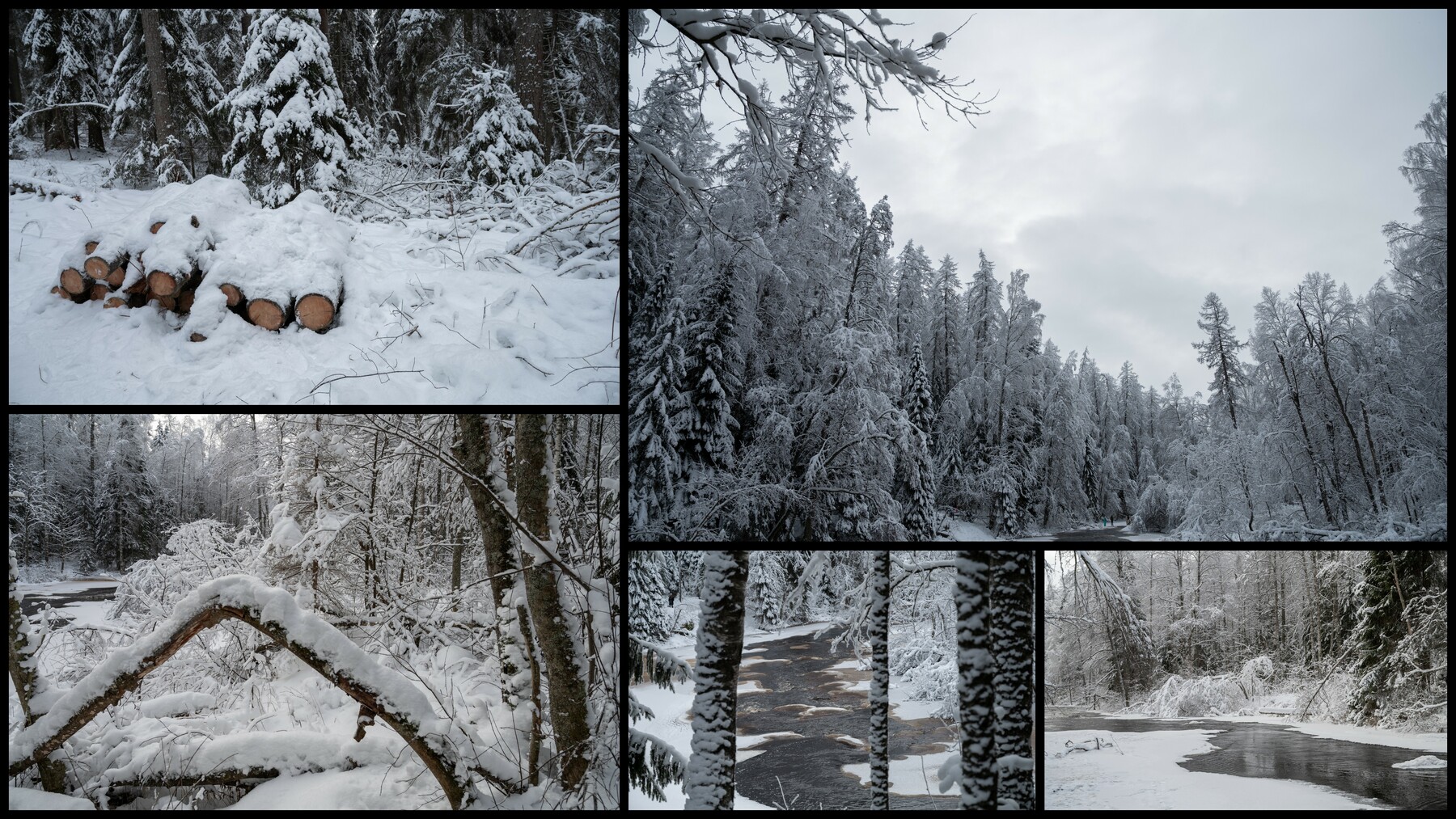 تصاویر رفرنس محیط جنگل زمستانی
