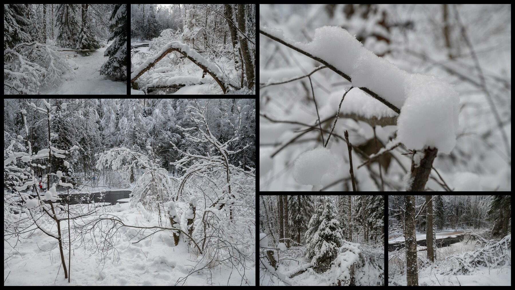 تصاویر رفرنس محیط جنگل زمستانی - 3